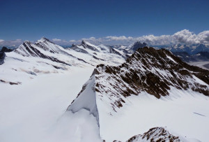 7-17 2 ｸﾞﾛｽﾌｨｯｼｬｰﾎﾙﾝ(左)ﾄﾂﾙｸﾞﾍﾞﾙｸﾞ(右)