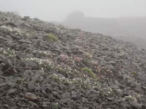 7-21 2 ｼｭﾙﾄﾎﾙﾝのお花畑